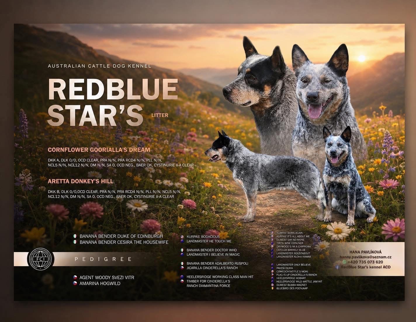 Australian cattle dog - 5
