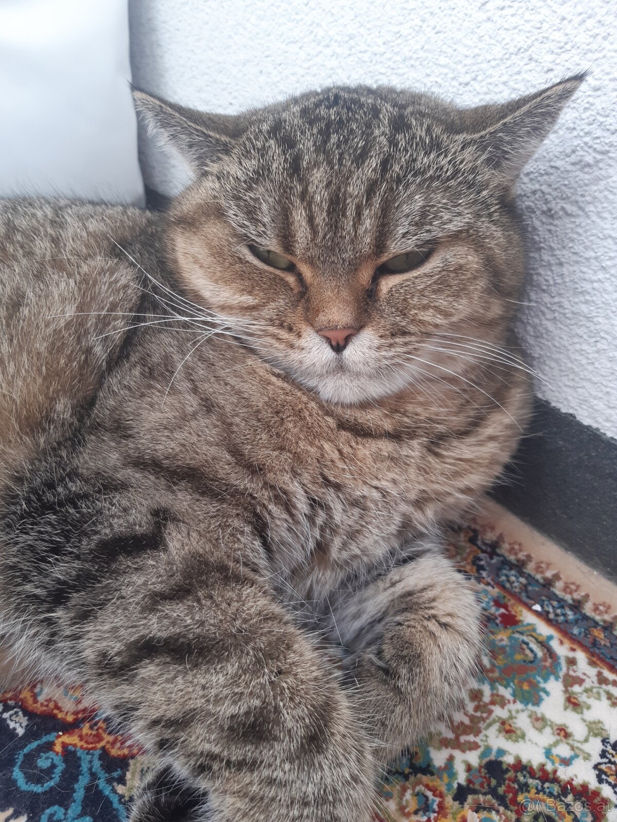 BKH Katze Weiblich - 5