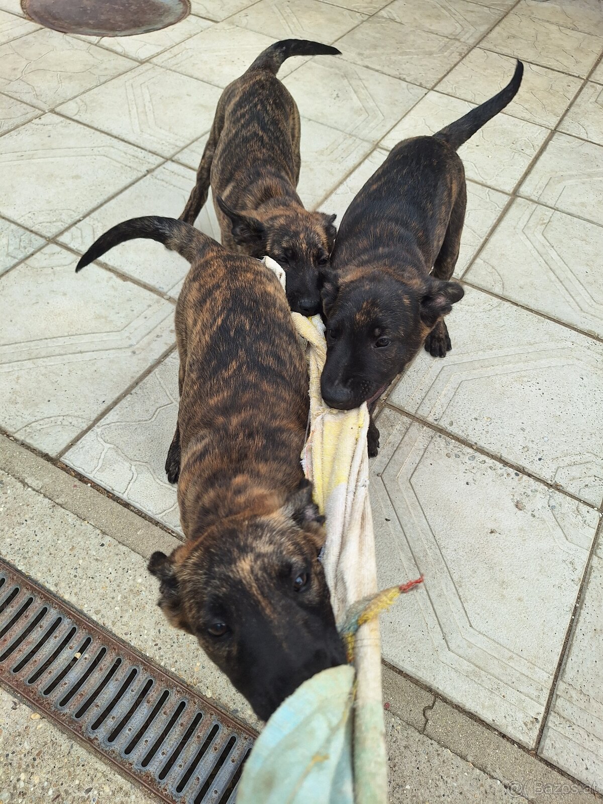 Holländischer Schäferhund - 5