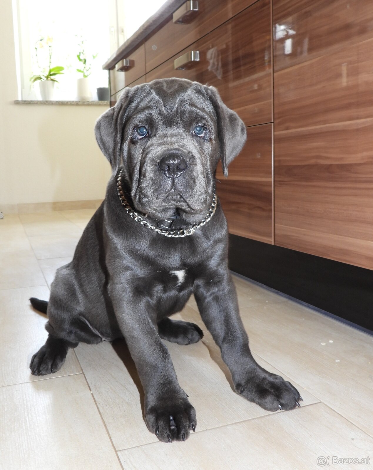 Reinrassige Cane Corso Welpen - 5