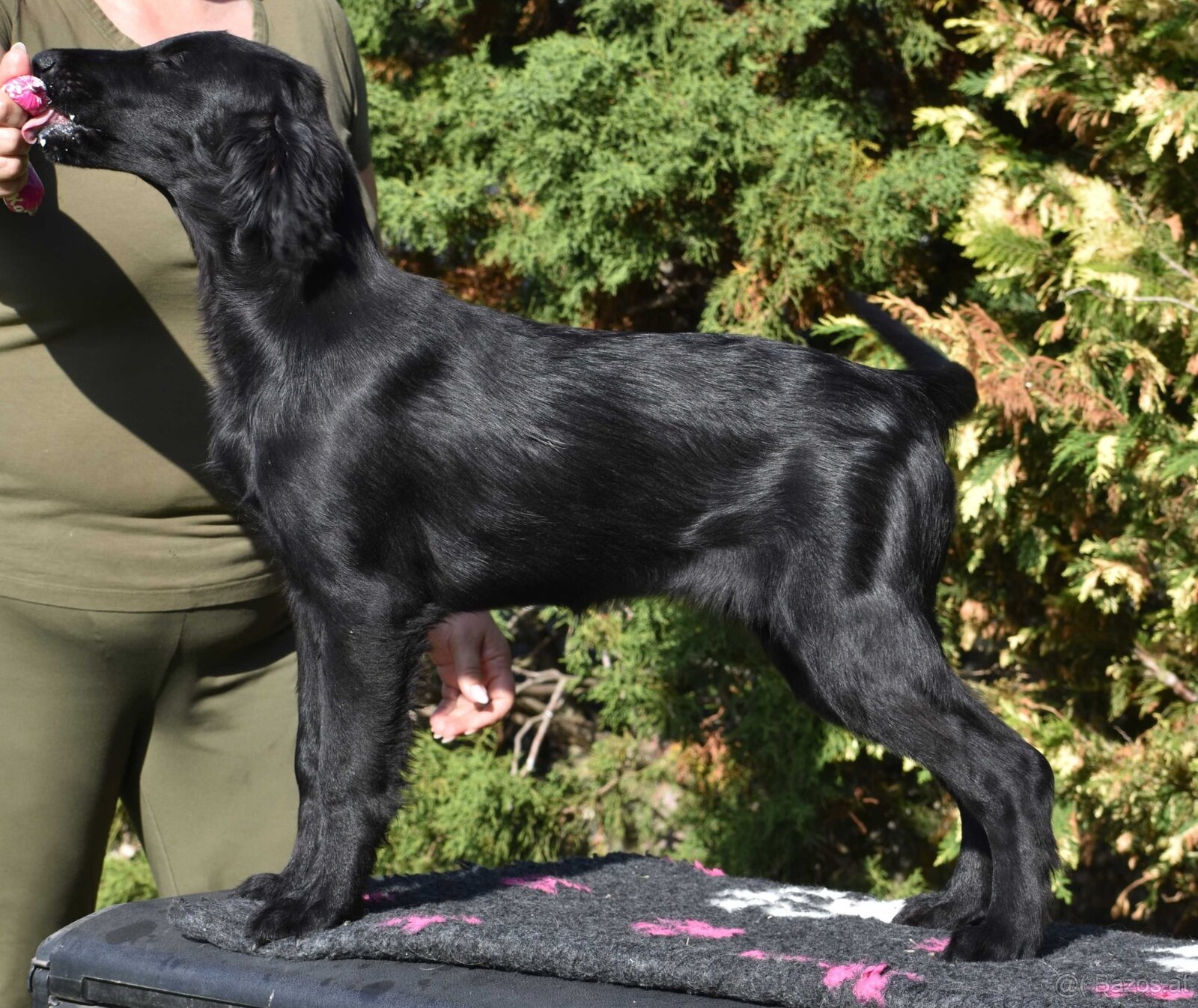 🐾 Flat Coated Retriever Welpen - 5
