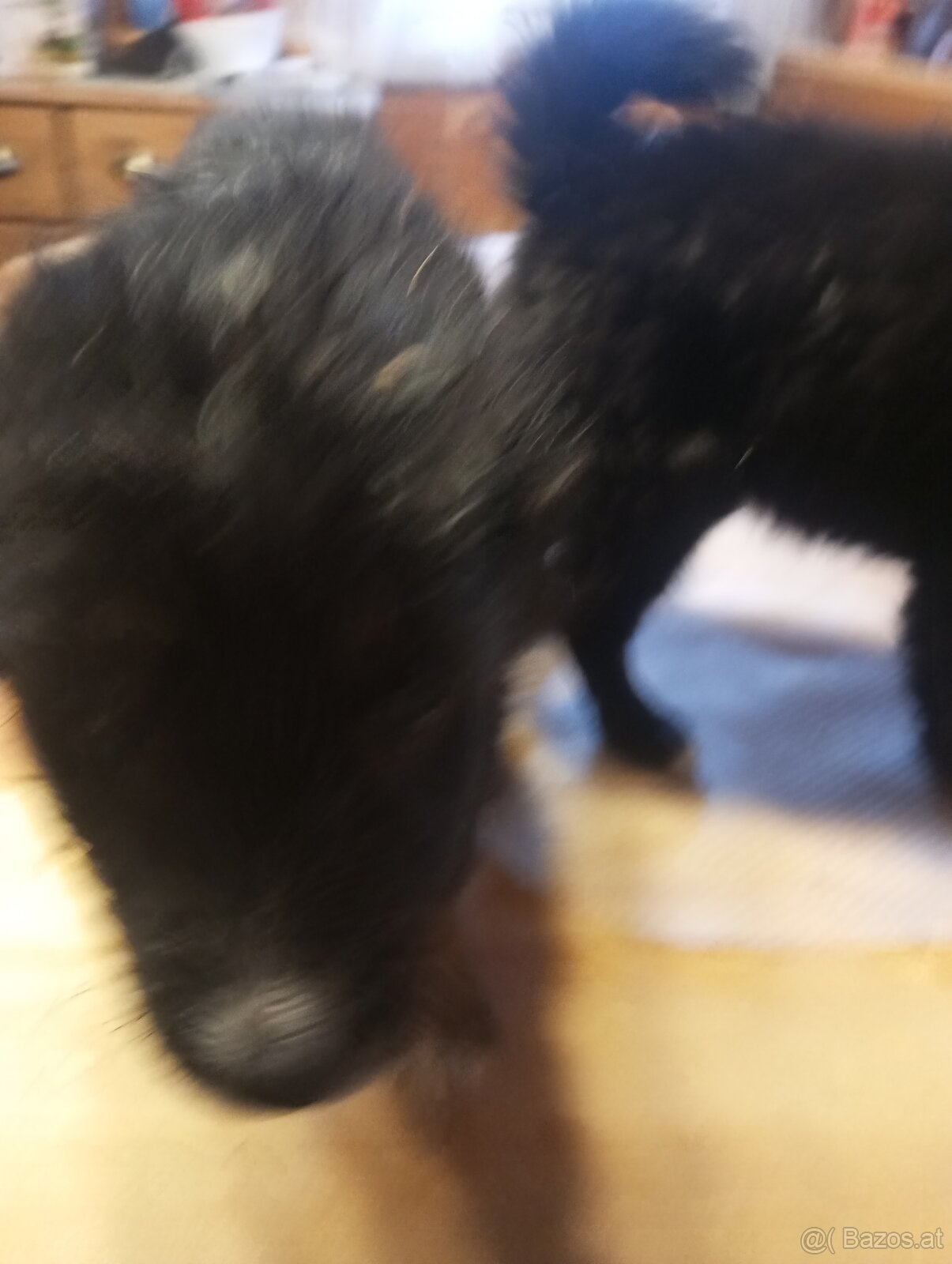 Mischlings Welpen - 5