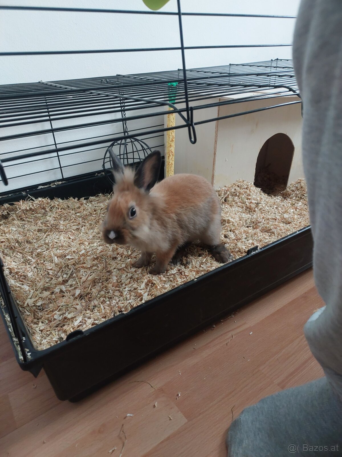 Zwergkaninchen - 5