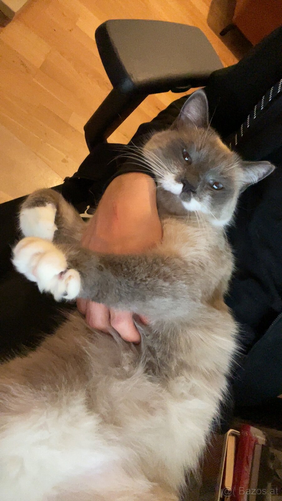 Katzen zu verschenken - 5