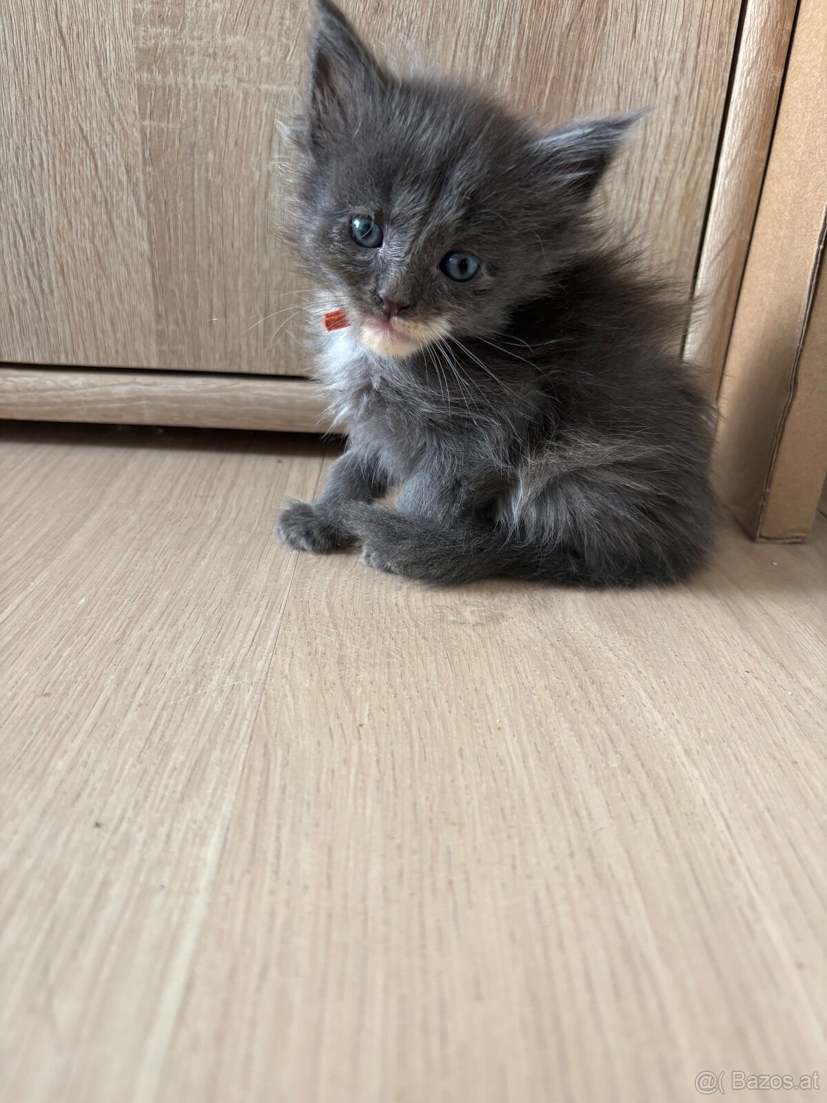 Maine Coon Kitten - 5