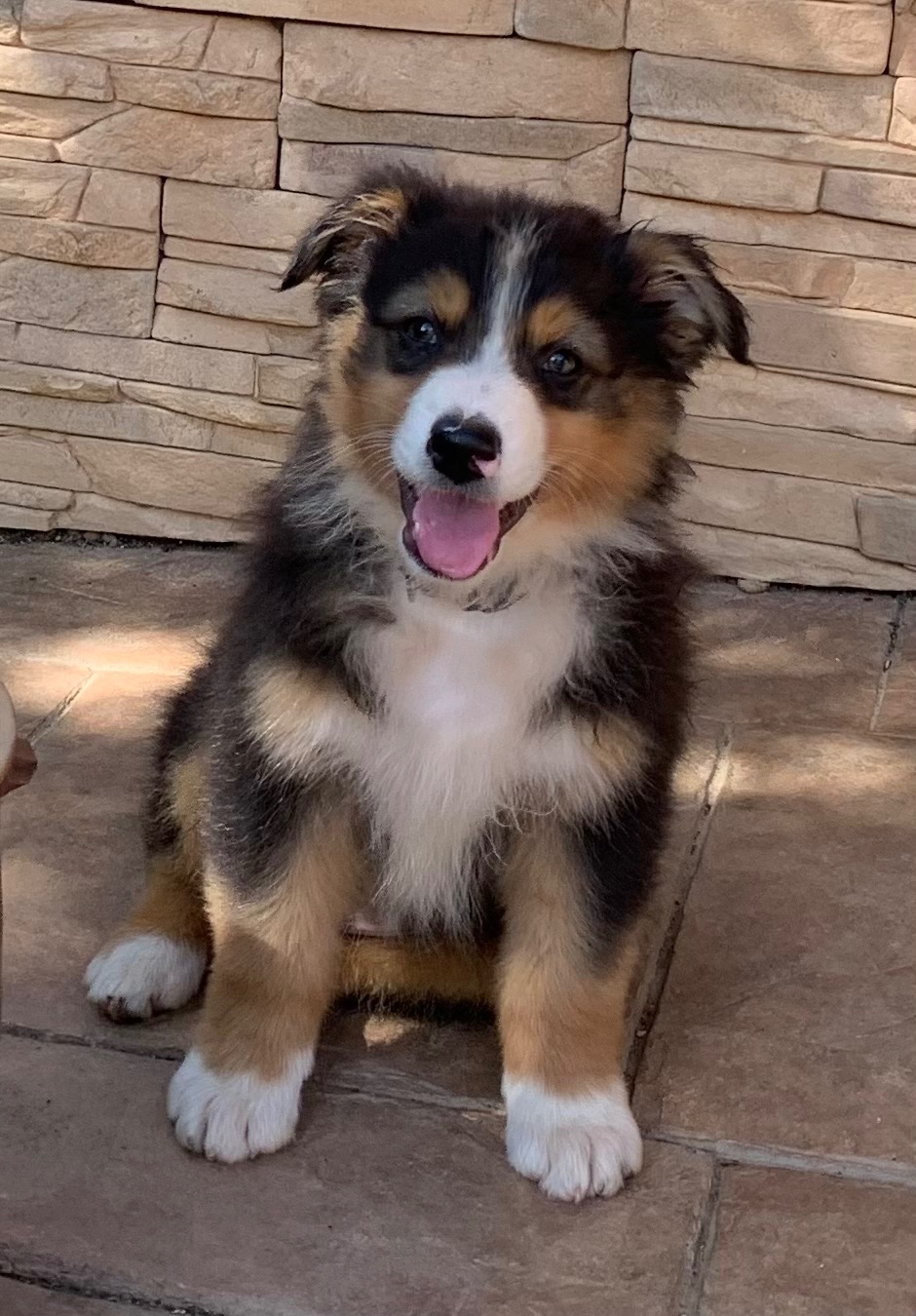 Australian shepherd - 5