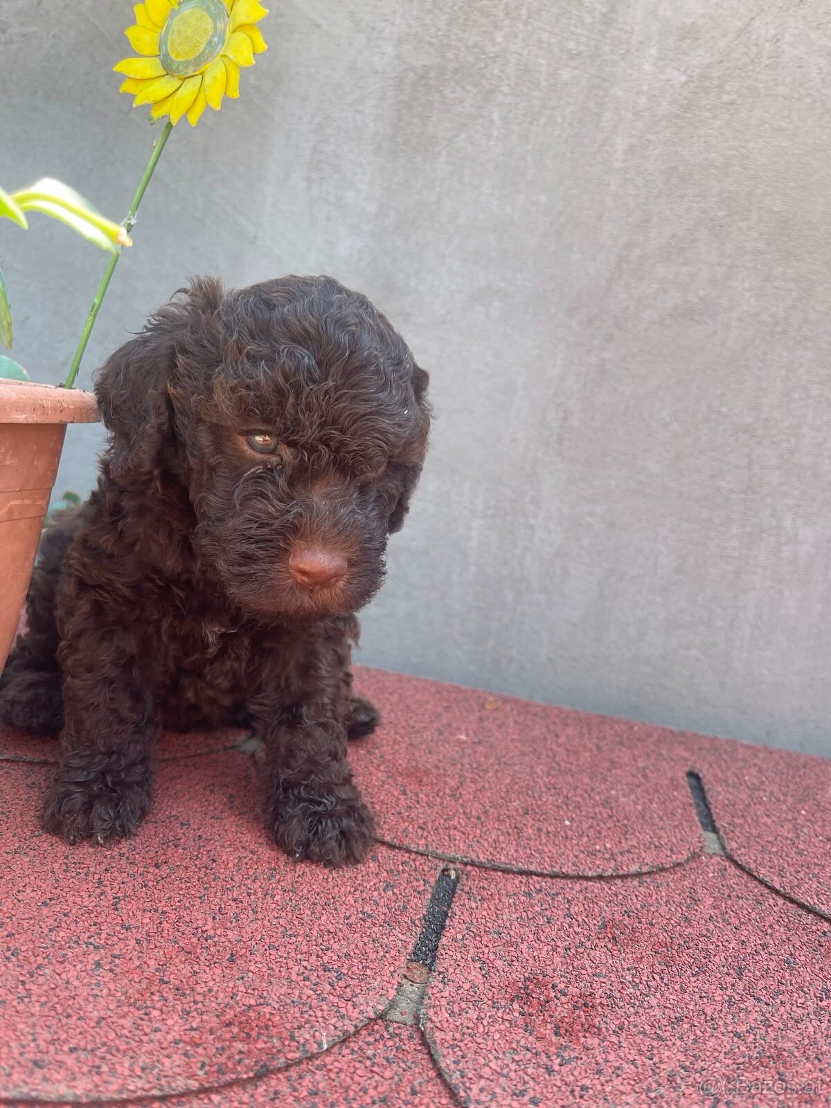 LAGOTTO ROMAGNOLO 🐶 - 5