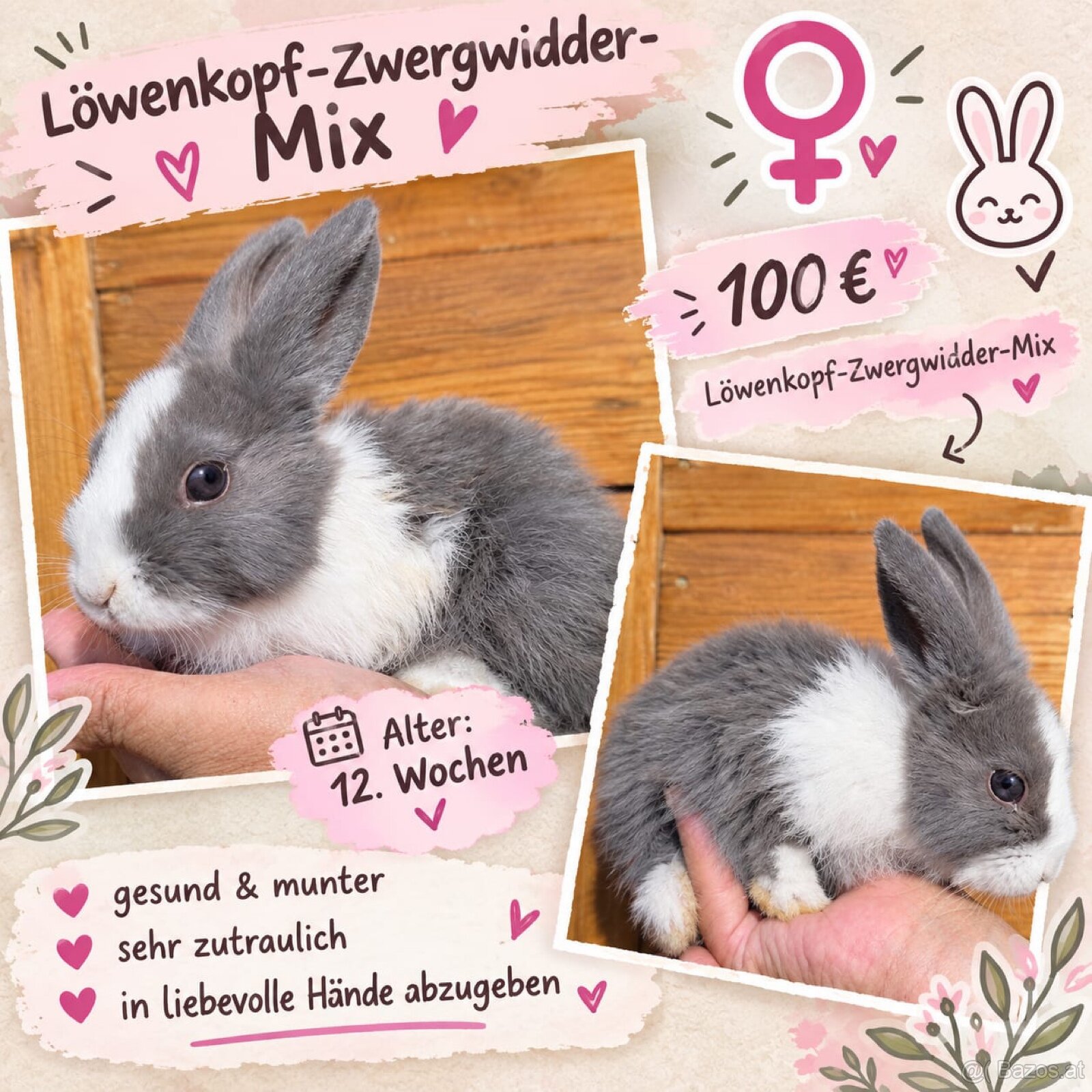 Kaninchen - 5