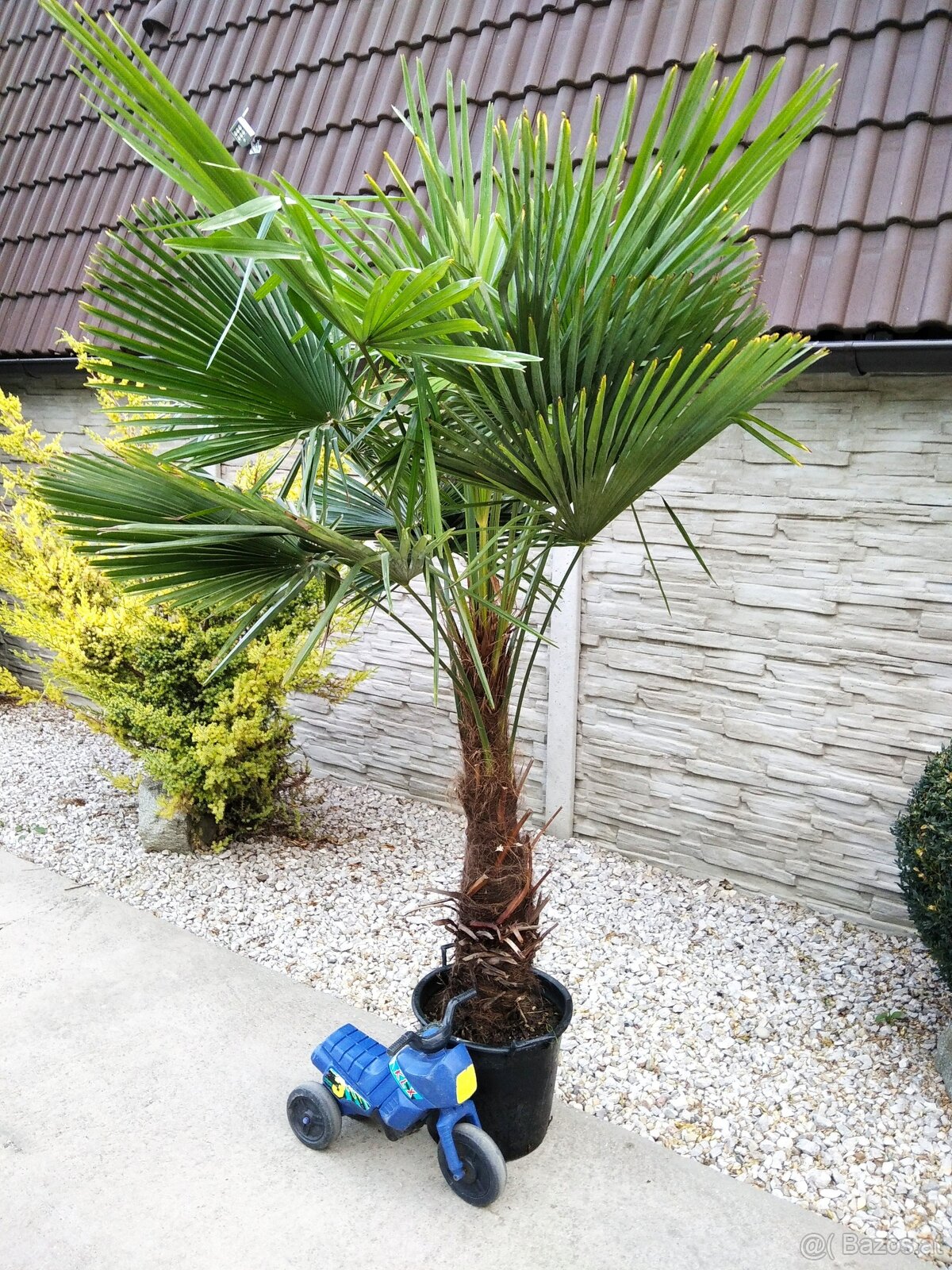 Winterharten palmen Trachycarpus Fortunei - 5
