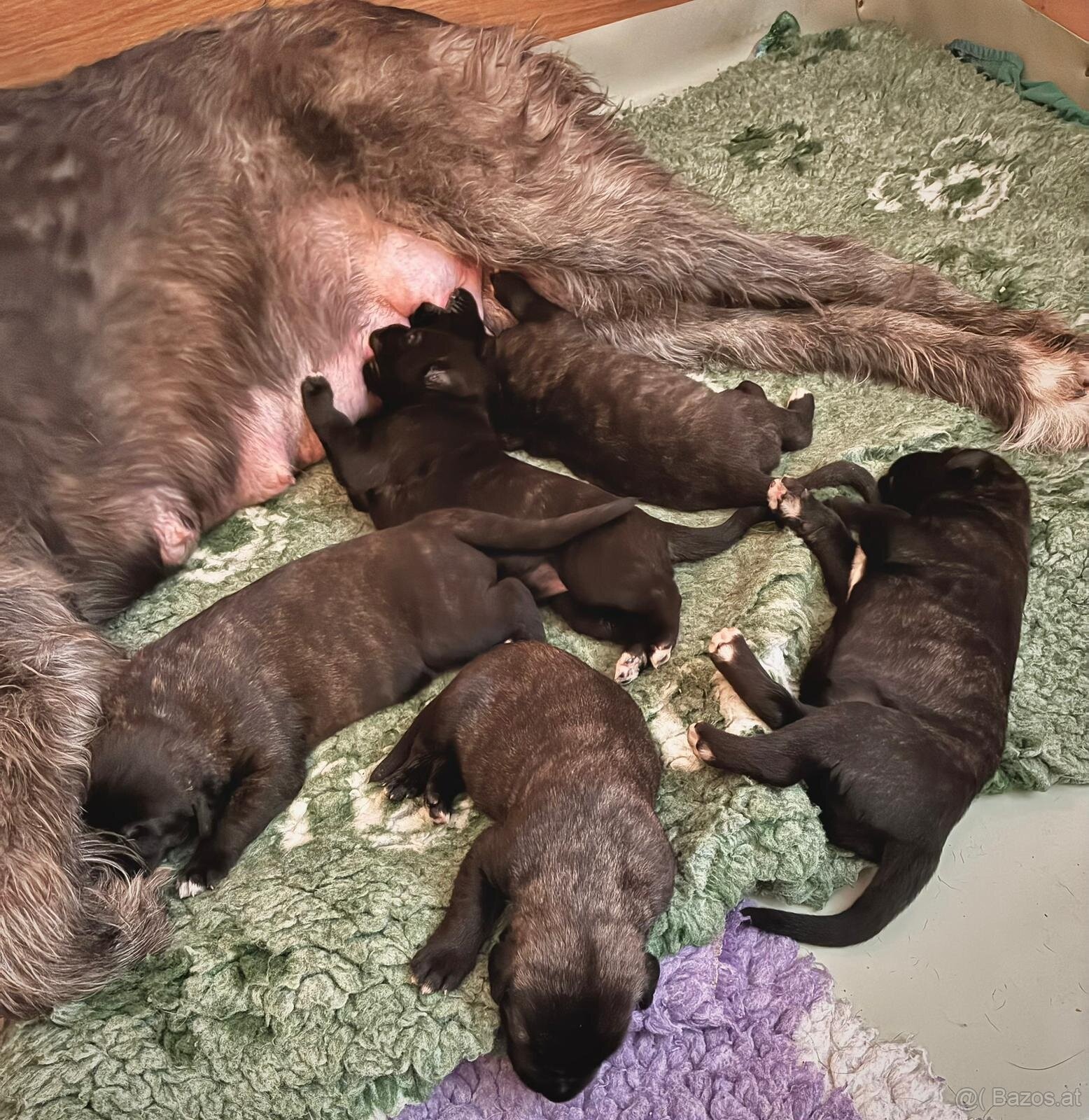 Irischer Wolfshund - Welpen zu verkaufen - 5