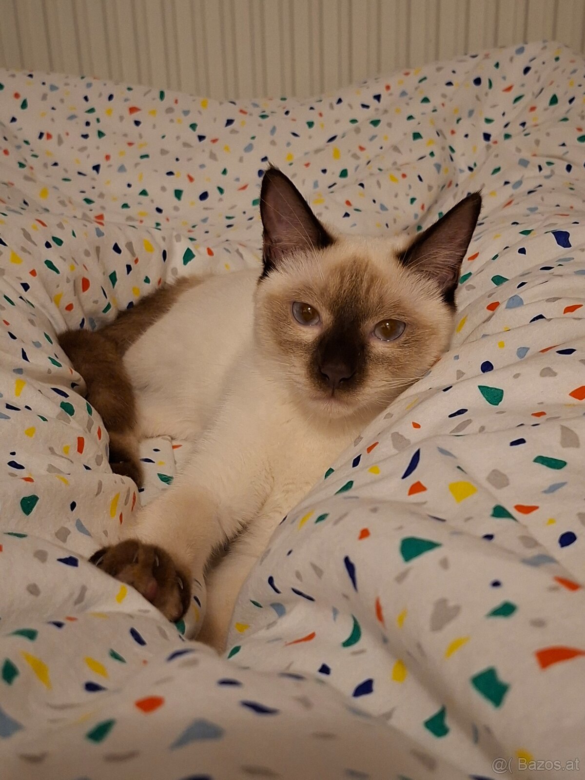 1,5 jährige Siamkatze - 5