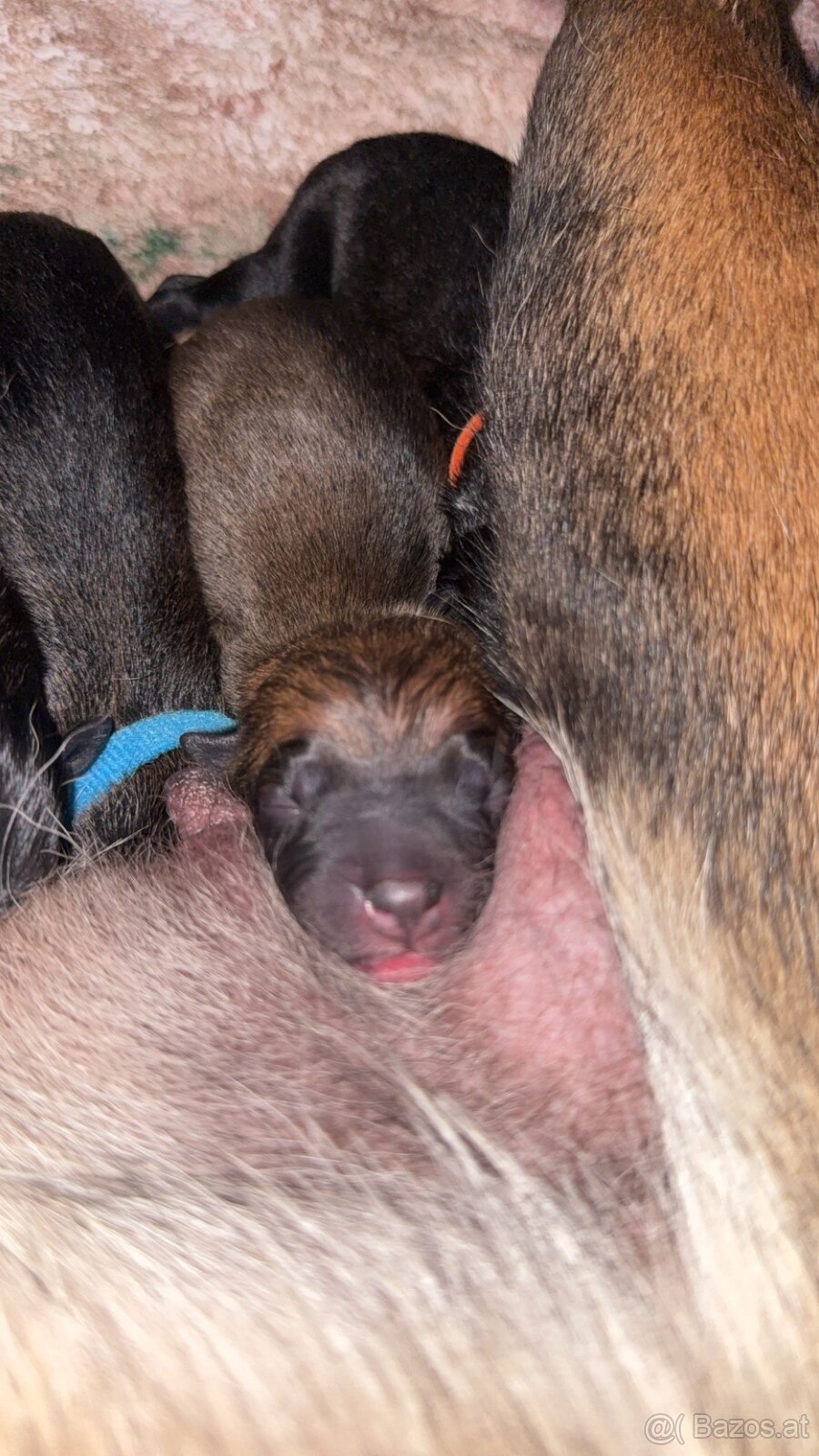 Malinois x Cane Corso Welpen - 5