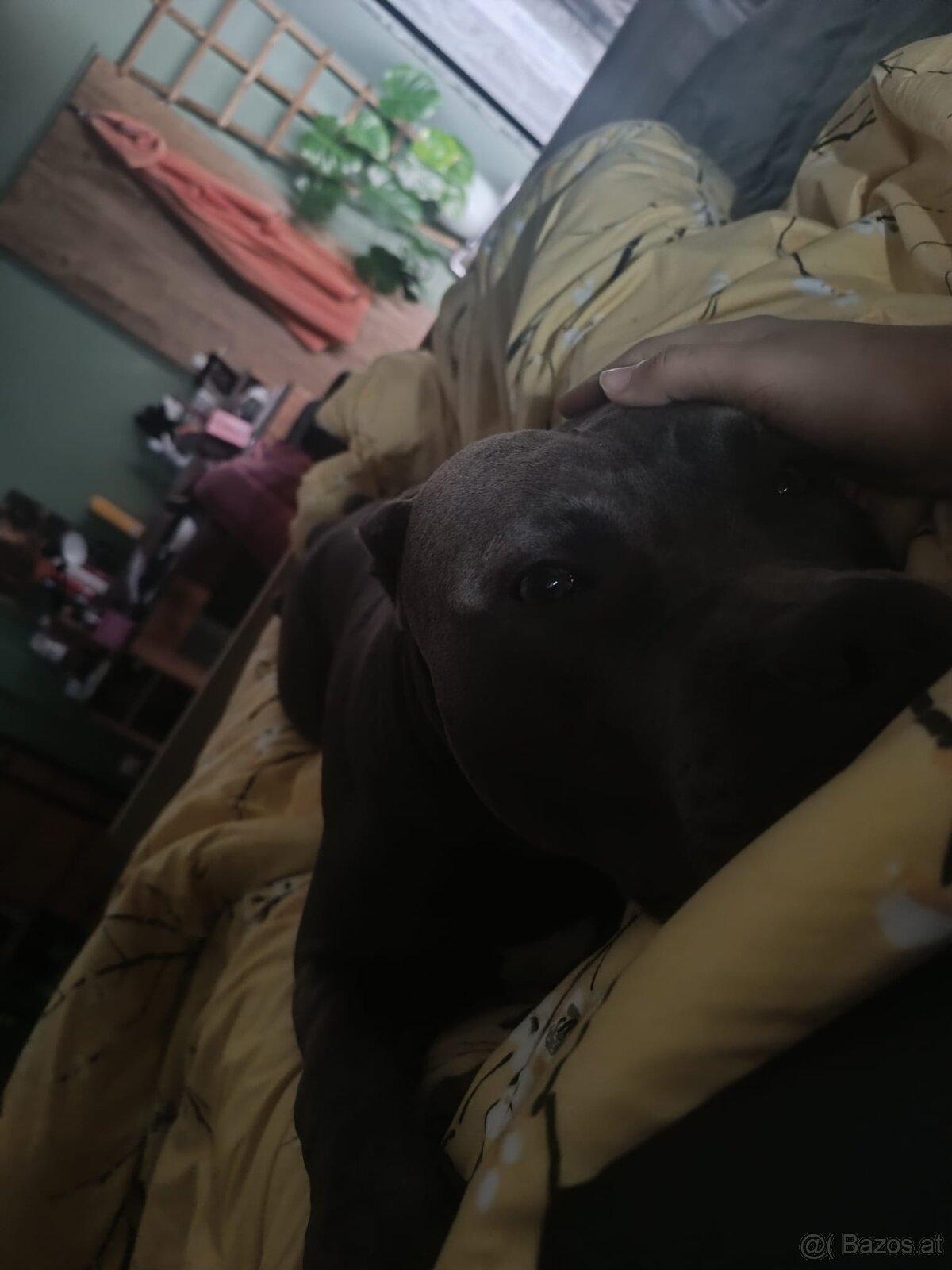 Hund zu verschenken - 5