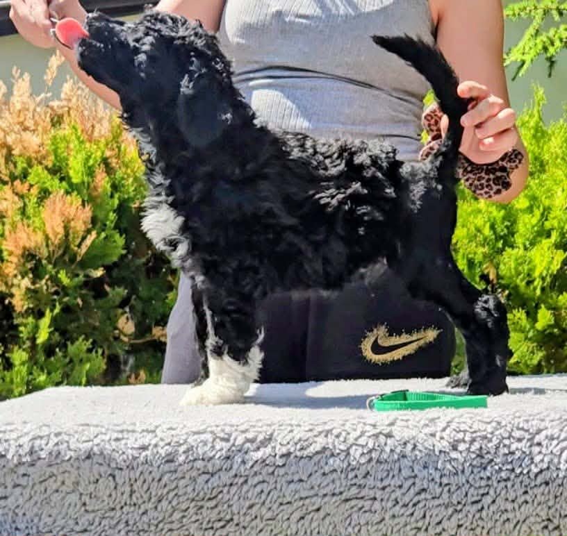 Portuguese Water Dog Puppies - 5