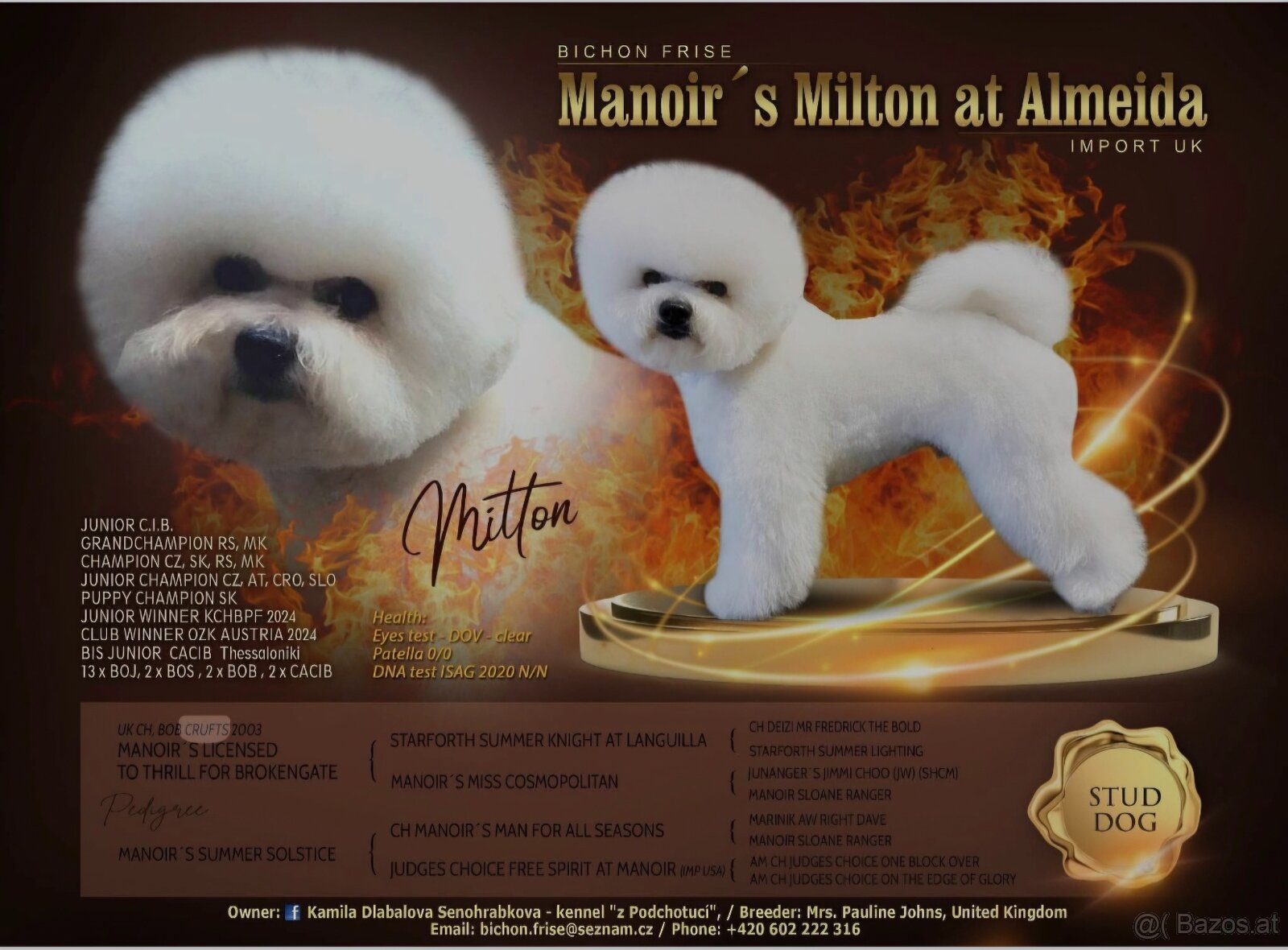 Bichon frise with pedigree - 5