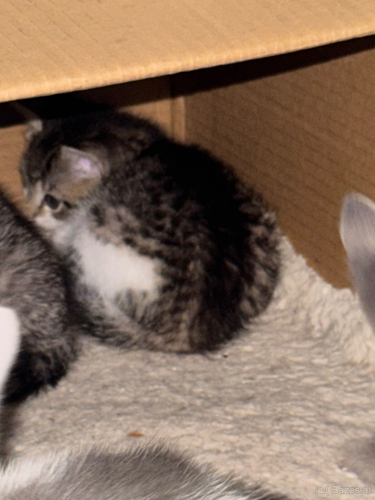 Kitten zu Vergeben - 5