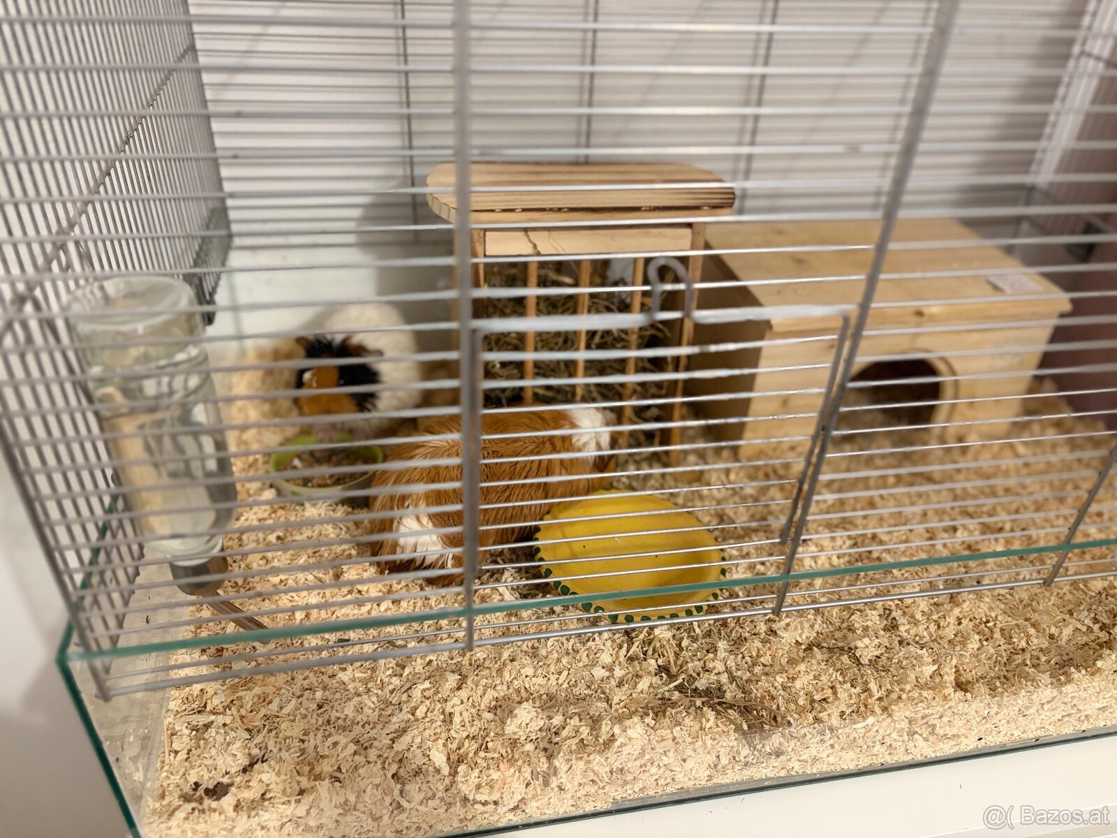 Meerschweinchen Pärchen (Kastriert) + Luxus-Glaskäfig - 5