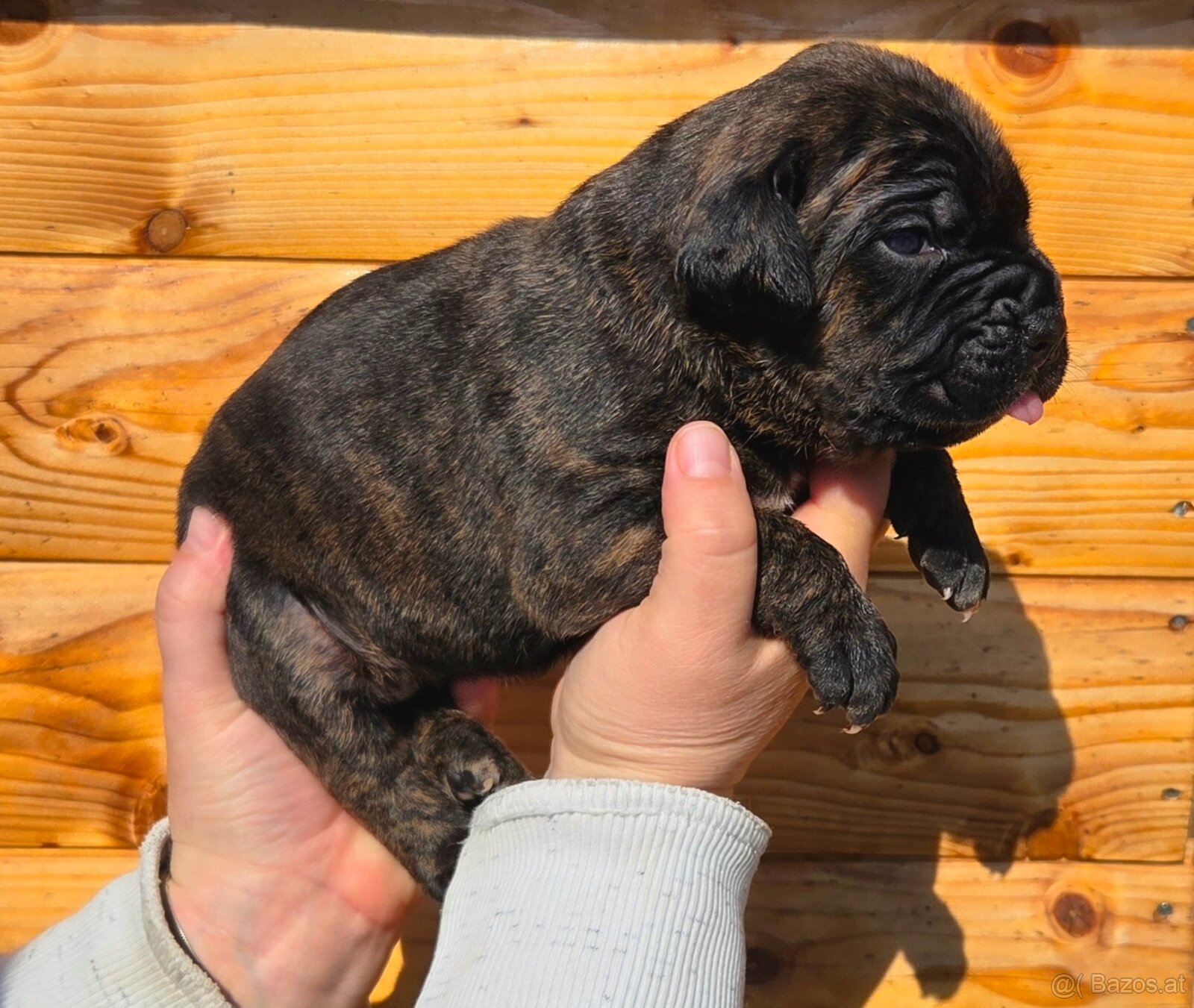 Cane corso mit Stammbaum - 5