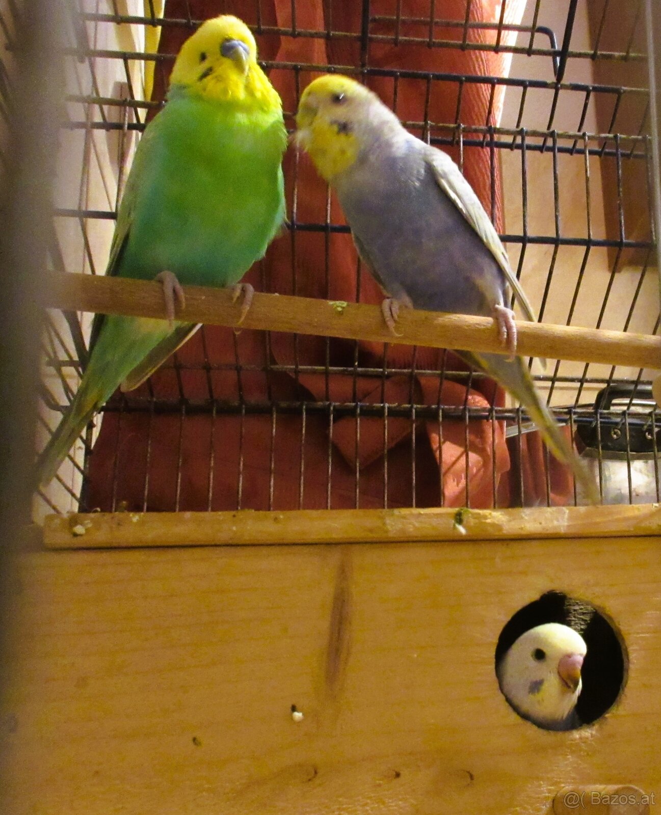 Handzahme Rainbow Wellis Zuchtpaar - 5