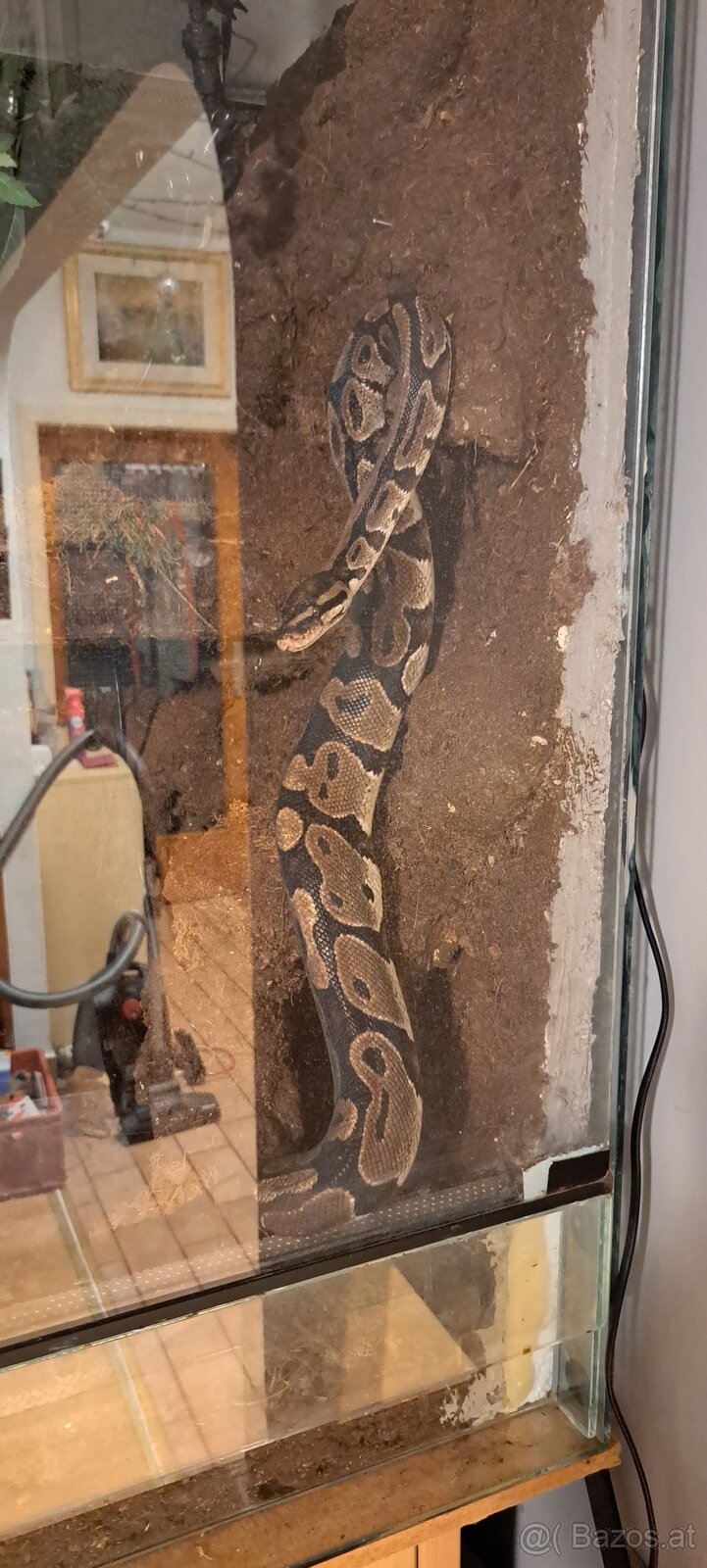 Terrarium inkl. viel Technik - 5