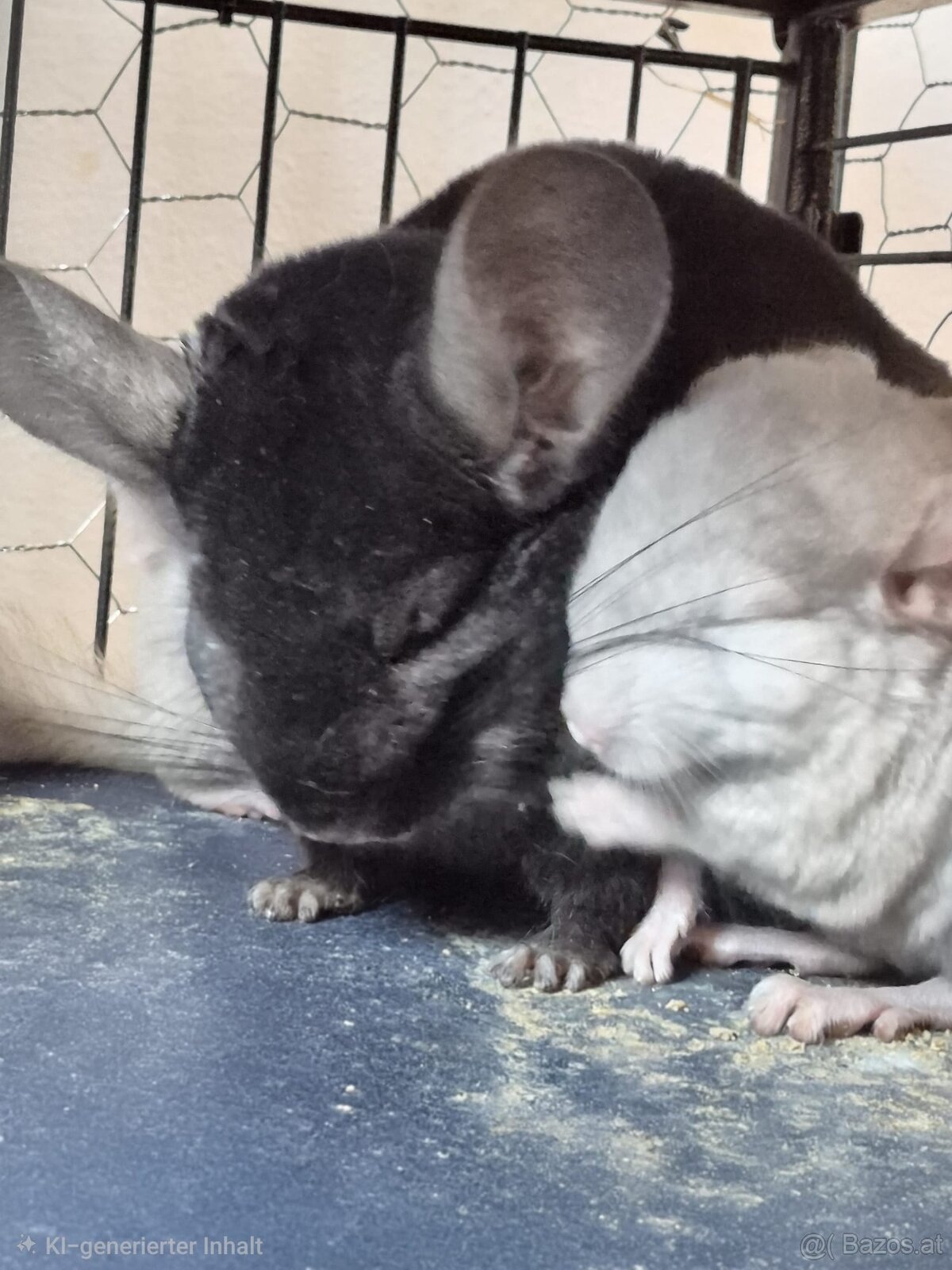 Neuer Futterspender für Chinchillas gesucht - 5