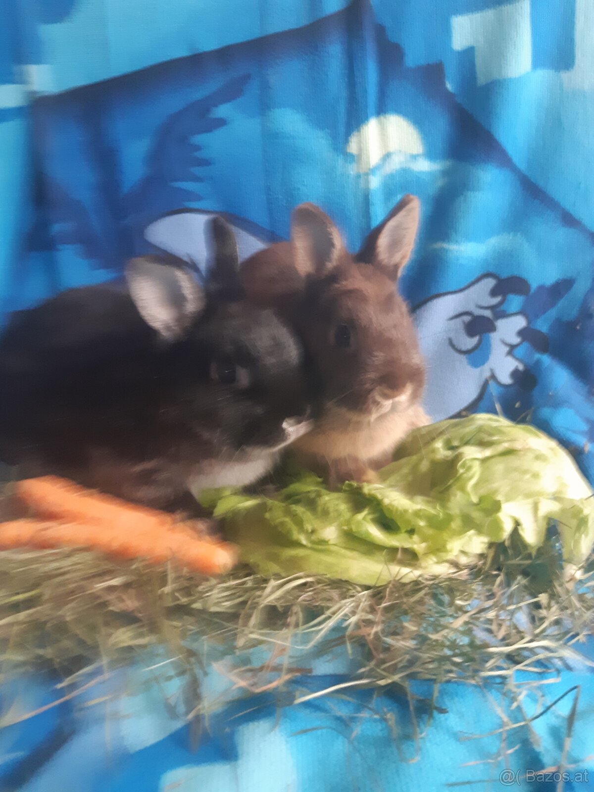 Zwergkaninchen Babys zu vergeben - 5