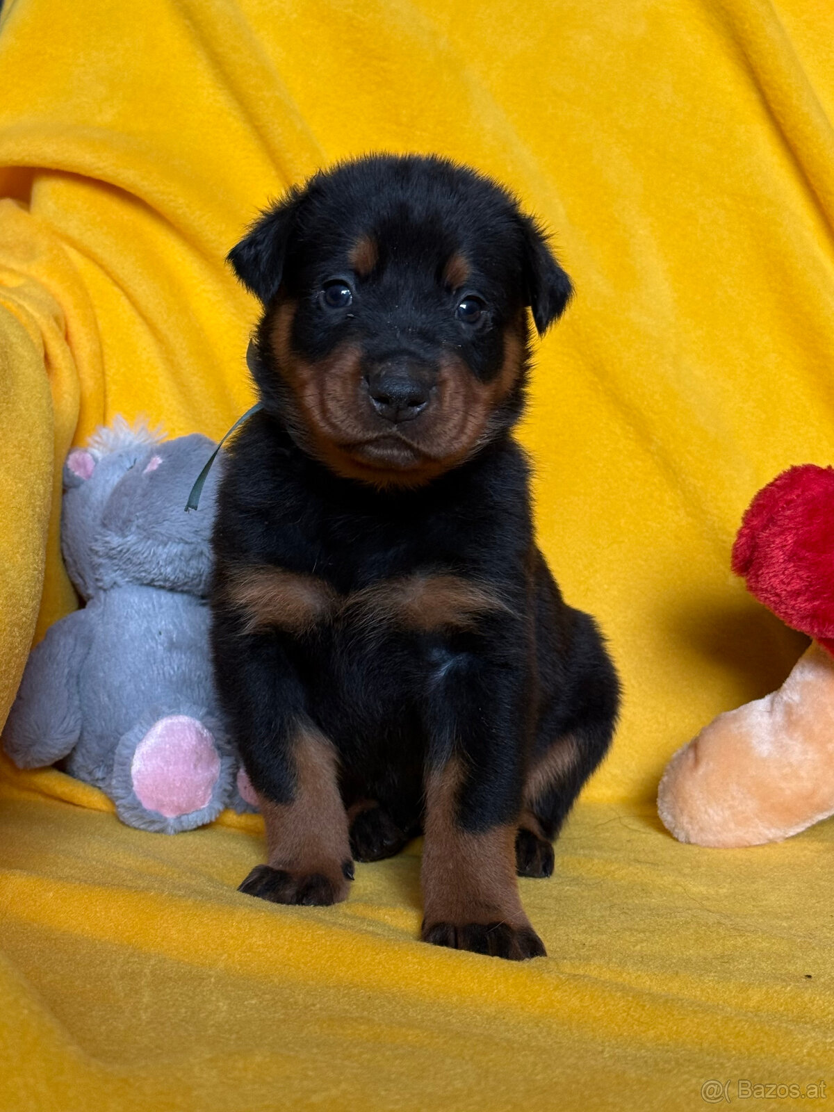 Beauceron-Welpen - 5
