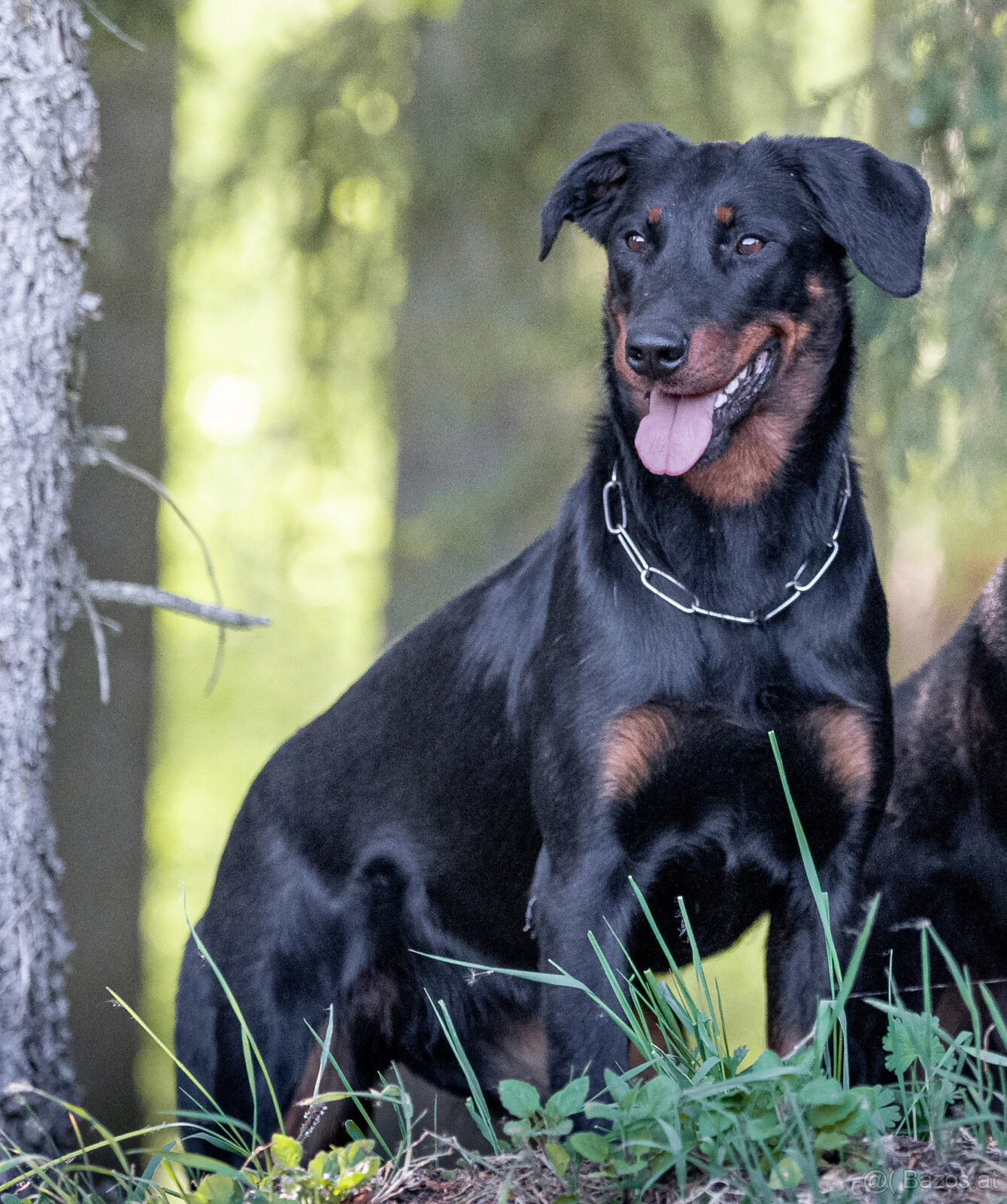 Beauceron-Welpen - 5