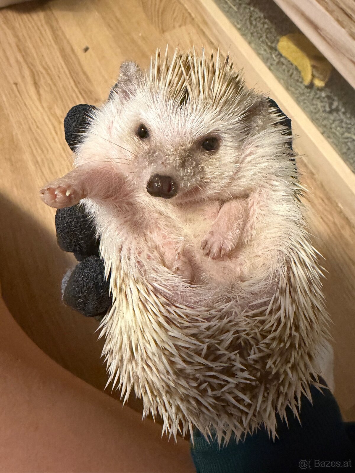 Weißbauch Igel weiblich sechs Monate - 5