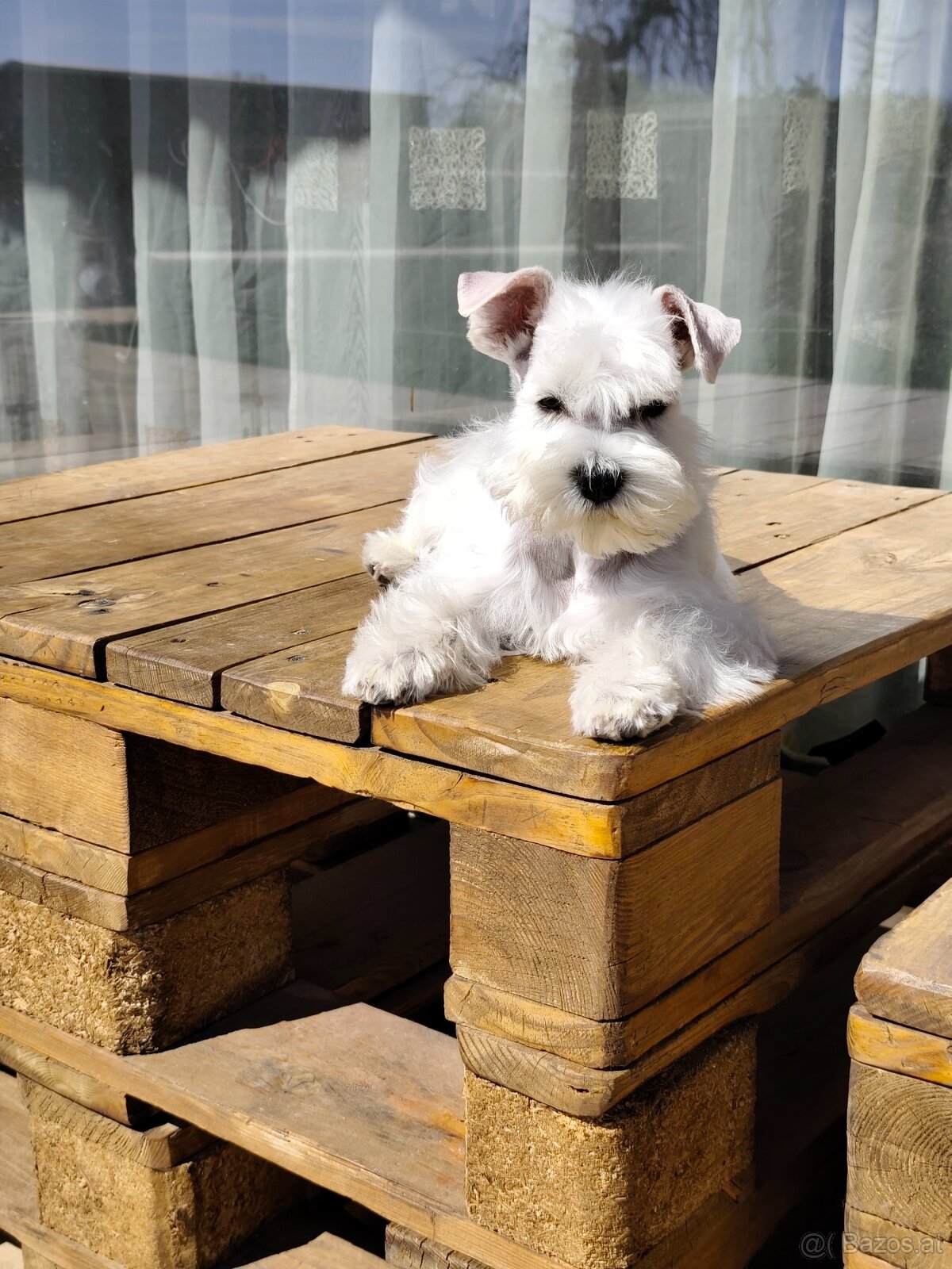 Schnauzer White miniatúrne - 5