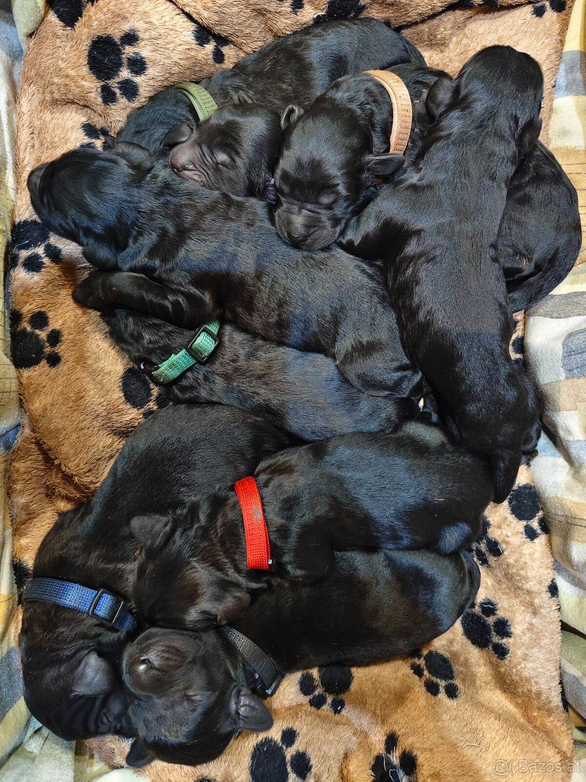 Schwarzer Russischer Terrier – liebevoll aufgezogene Welpen - 5