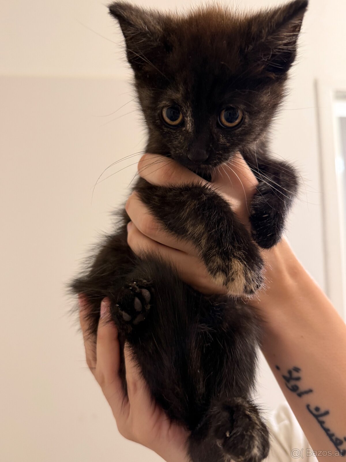 Babykatzen - 5