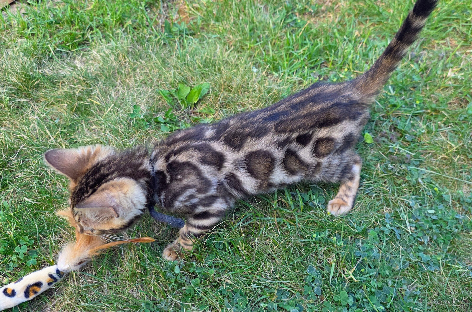 Bengal Kätzchen - 5