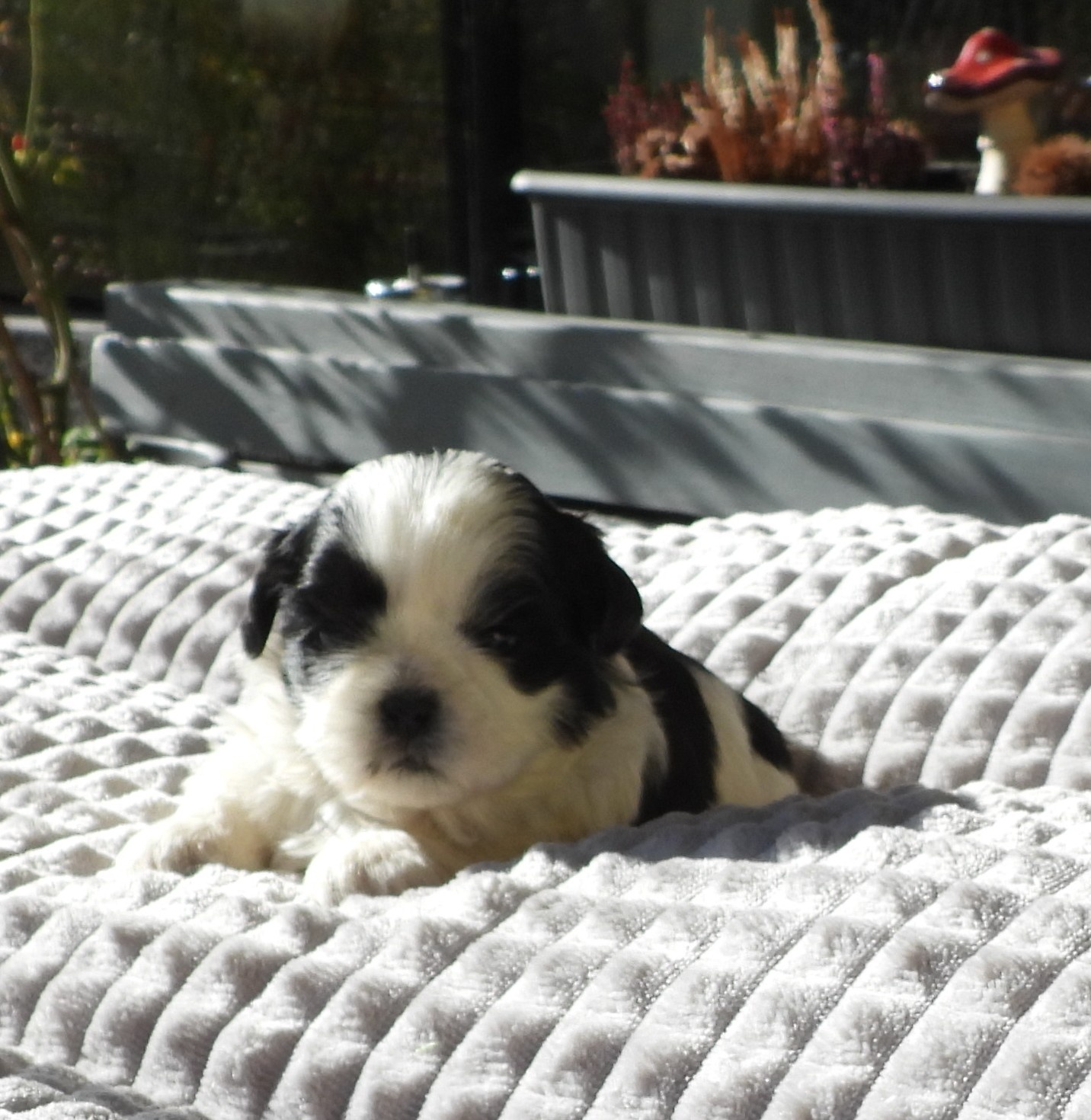 Süße Shih Tzu Welpen - 5