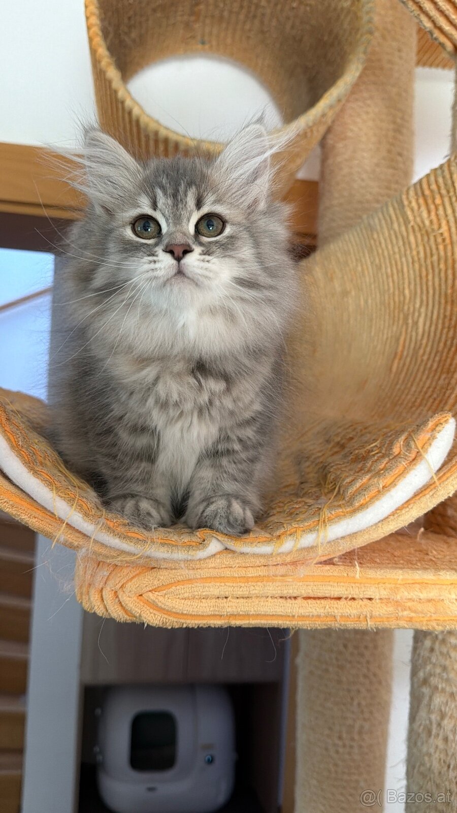 sibirische katze - 5