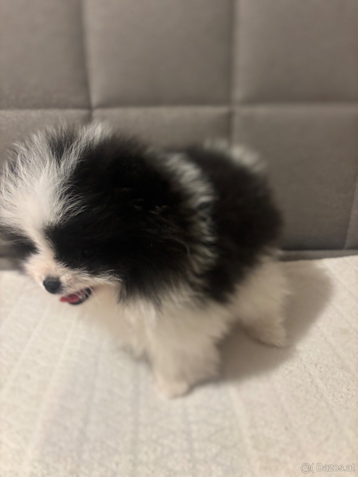 pomeranian Strakoš - 5