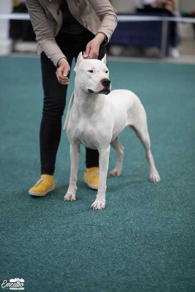 Dogo Argentino – wir nehmen Reservierungen für erstklas - 5