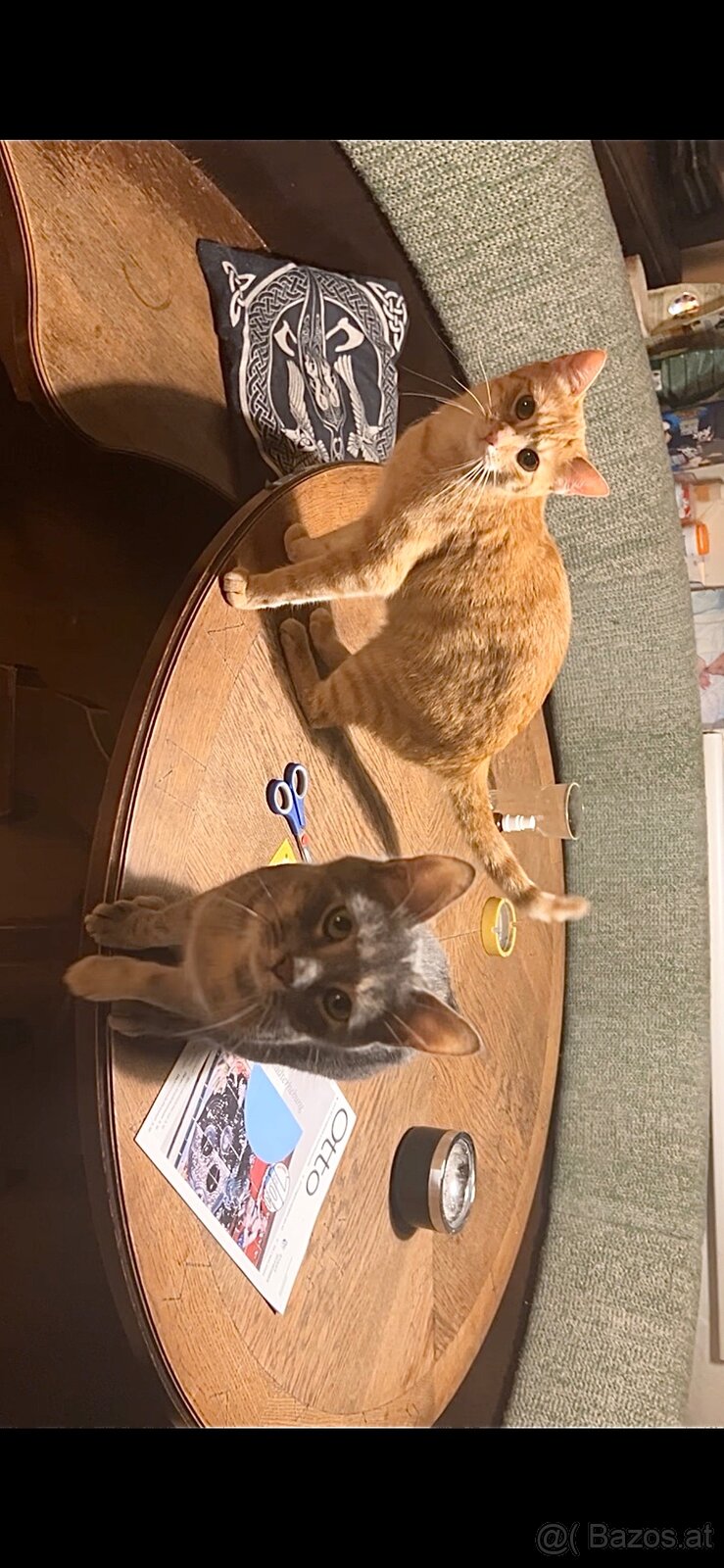 2 Katzen können einzeltn oder gemeinsam vermitteln werden - 5