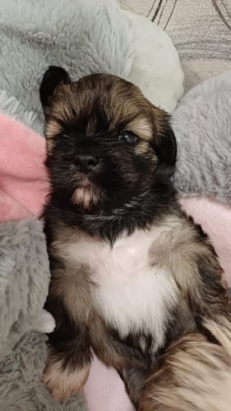 LHASA APSO Welpe mit Stammbaum - 5