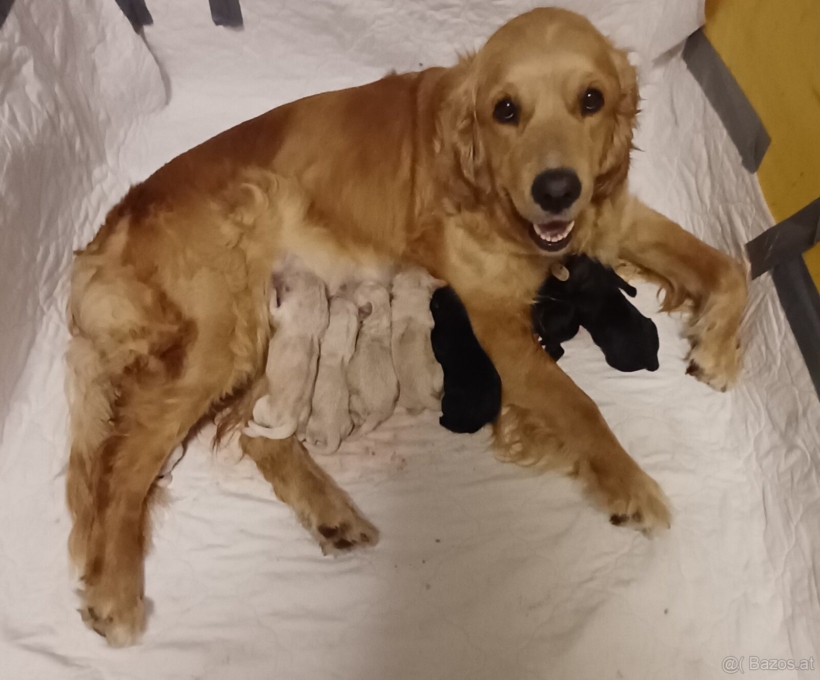 Goldendoodle - 5