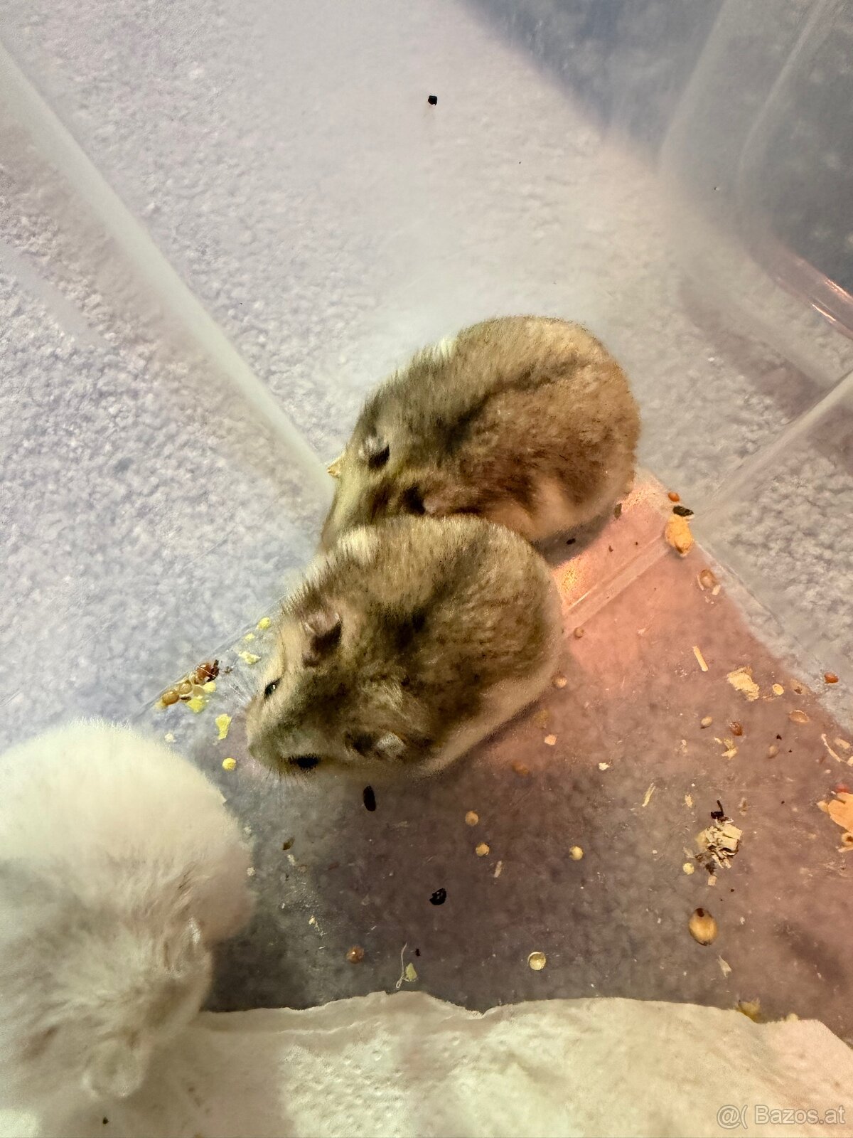 Dschungarische Zwerghamster Babys - 5