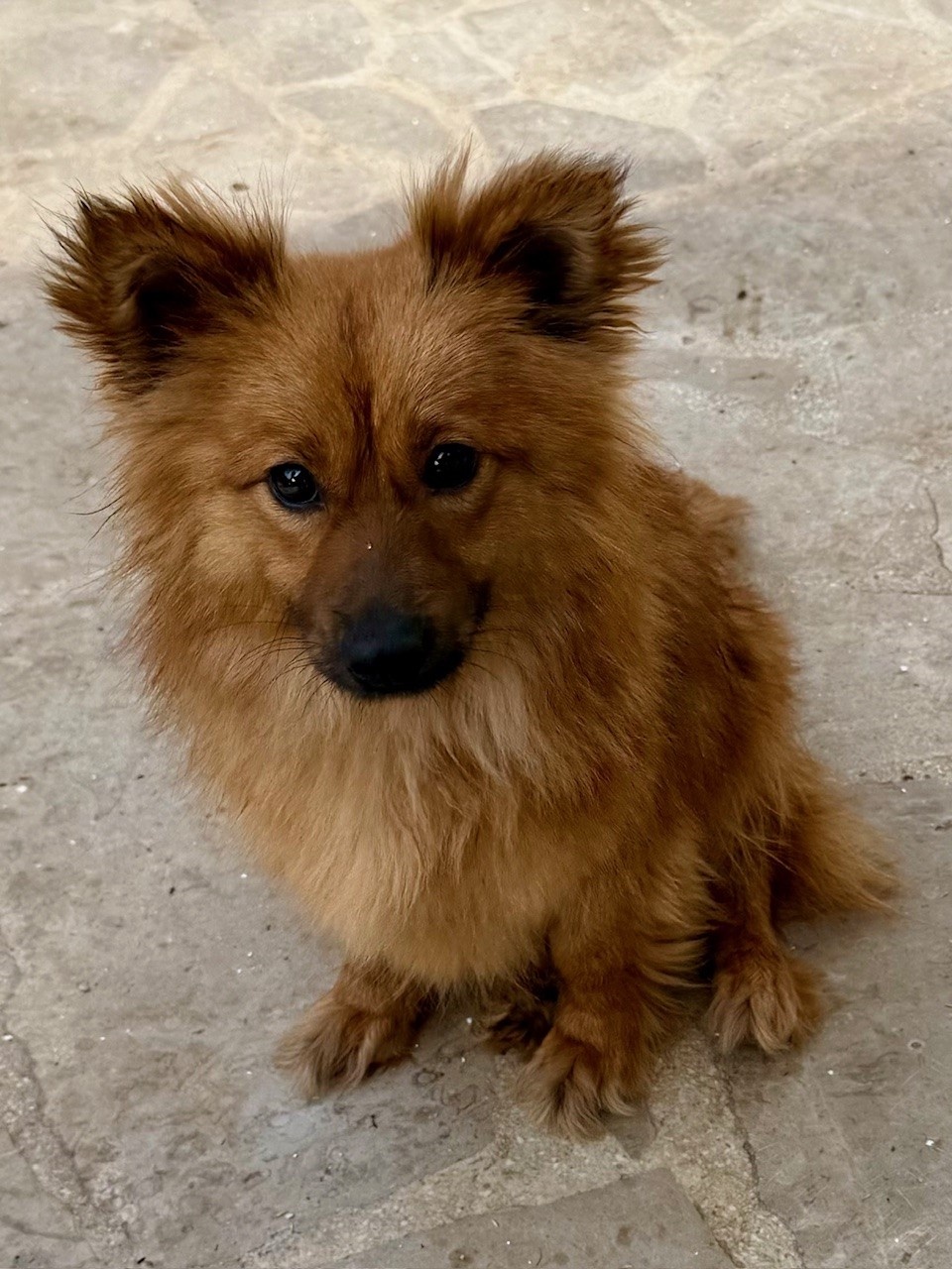 Kleine Hündin 5,5 kg, 1,5 Jahre alt sucht ein Körbchen - 5