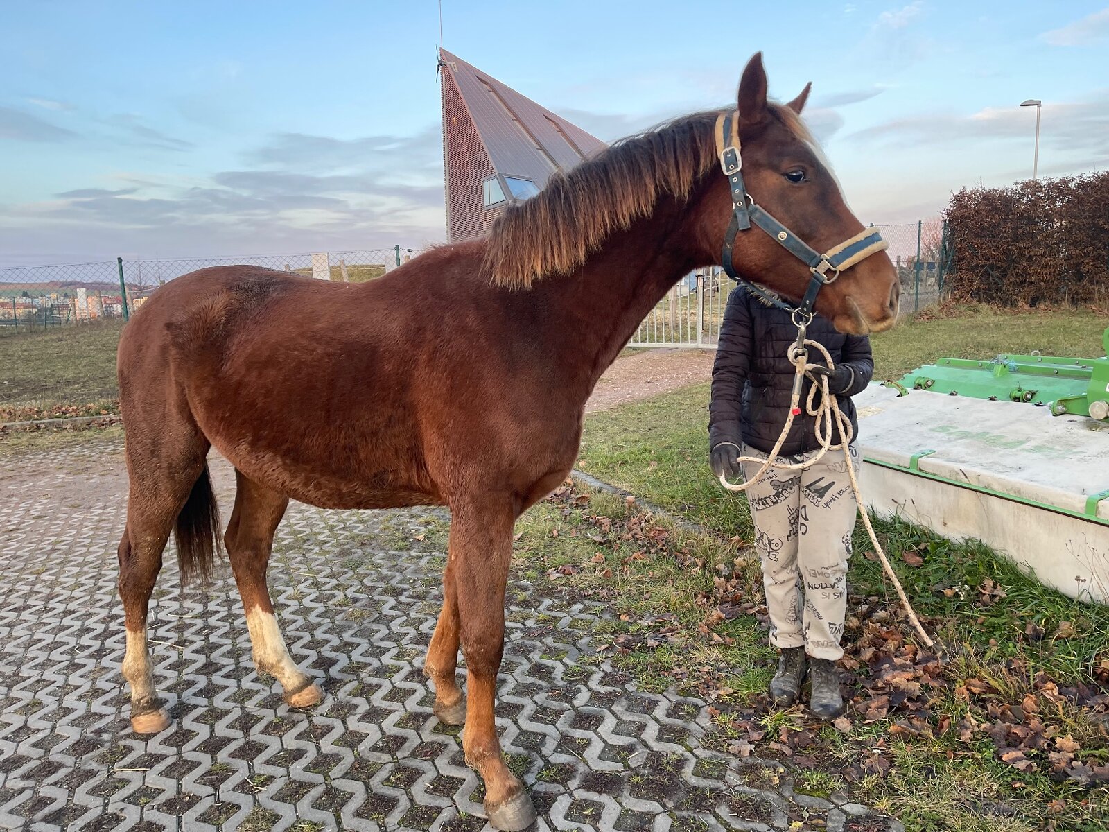 Hengst von Heartbreak ZH - 5