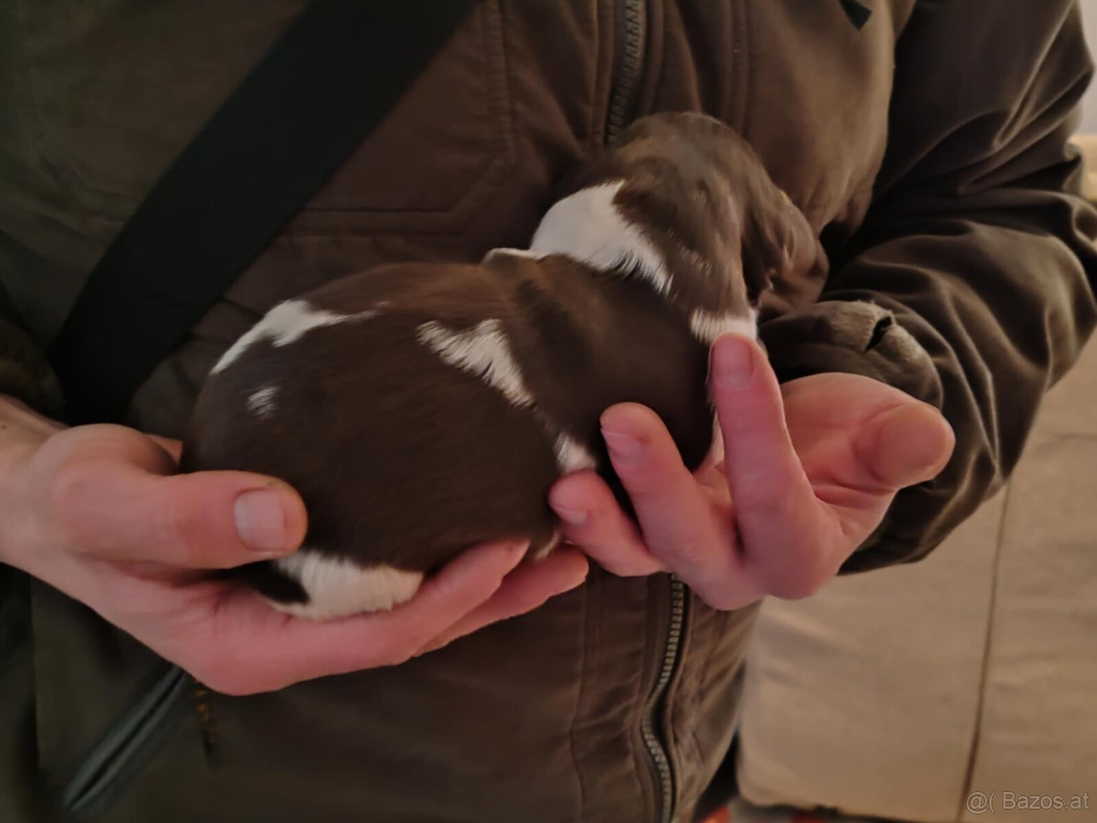 verkaufe kleine Münsterländer vorstehhund-Welpen - 5