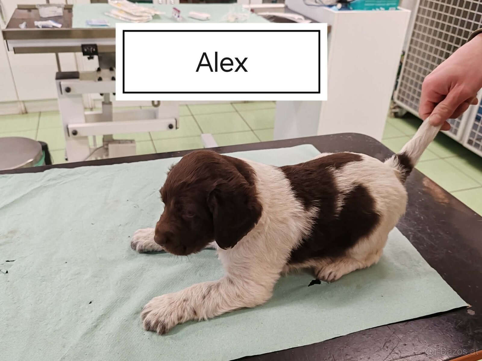 verkaufe kleine Münsterländer vorstehhund-Welpen - 5