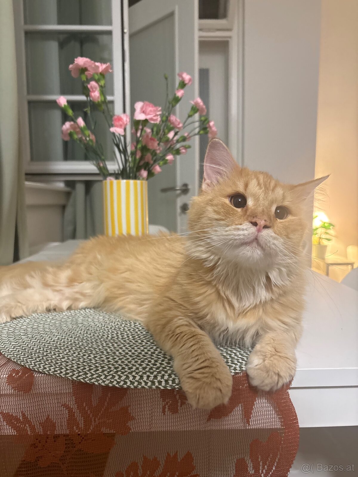 Wohnungskatze zu verkaufen 🐈 - Mini Maine Coon Mischling - 5