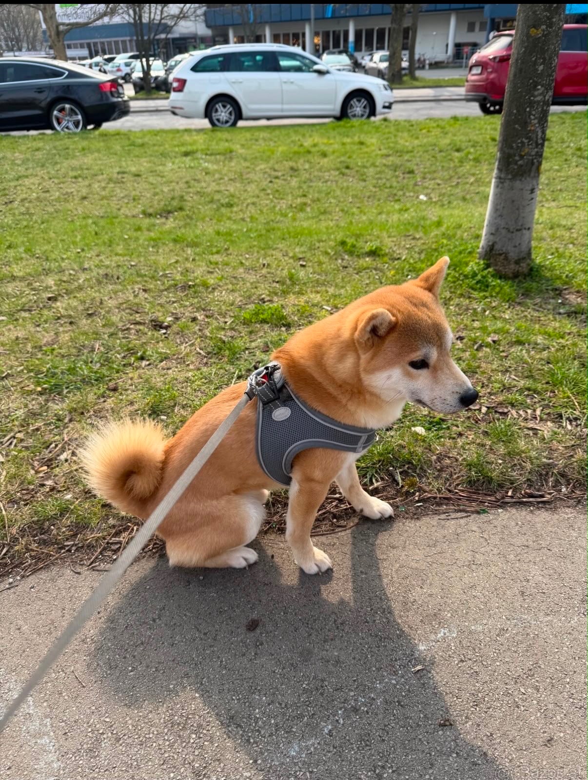Wunderschöner Shiba Inu sucht liebevolles Zuhause 🐾 - 5