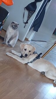 Labrador Welpe - 5