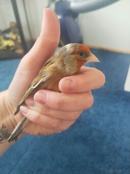 Stieglitzmischling - 5