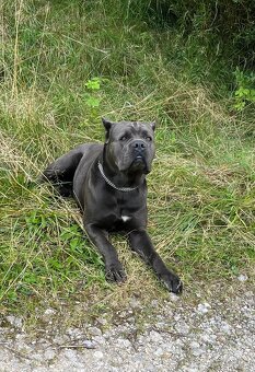 Reinrassige Cane Corso Welpen - 5